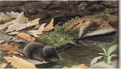 Short Tailed Shrew and Common Shrew by Louis Agassiz Fuertes